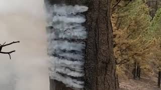 Tree Burns From the Inside as Cameron Peak Fire Brings Devastation