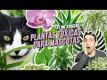 PLANTAS TÓXICAS (y no tóxicas) para GATOS Y PERROS | 🌿Aloe vera, helecho, costilla de Adán, menta...