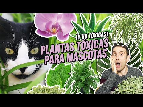 Video: Toxicidad de las plantas araña: ¿las plantas araña dañarán a los gatos?