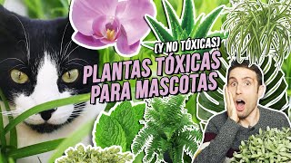 PLANTAS TÓXICAS (y no tóxicas) para GATOS Y PERROS | Aloe vera, helecho, costilla de Adán, menta...