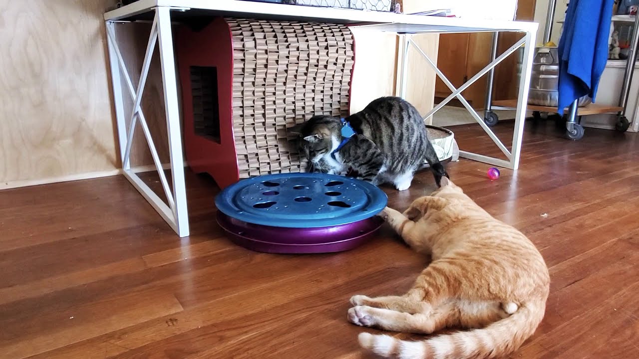 SIR SALMON THE KITTEN TEACHES ABBY THE CRABBY TABBY HOW TO USE CAT TOY