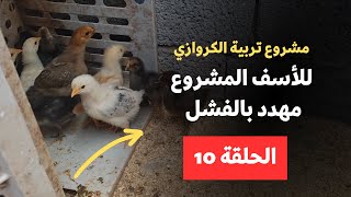 مشروع تربية الدجاج الكروازي في المنزل - للأسف ⛔⛔ تعرضت لخسارة كبيرة ? - الحلقة 10