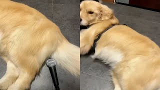 Sleeping Dog Wakes Himself Up With His Own Fart