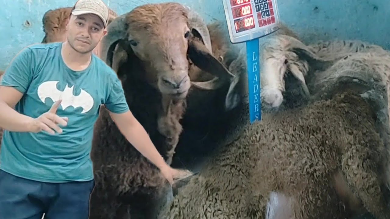 اعلى اوزان الخرفان وكله على الميزان صدمة للجميع مش هتصدق المفاجأة ده عجل ولا خروف وسع لوحش الأوزان