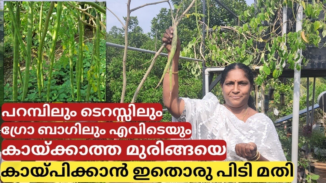 മുരിങ്ങ പെട്ടെന്ന് കായ്ക്കുന്നതിന് Drumstick plant - For more and readily fruiting |