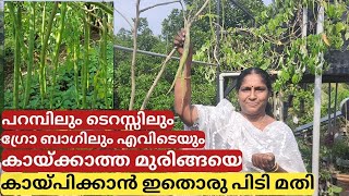 മുരിങ്ങ പെട്ടെന്ന് കായ്ക്കുന്നതിന് Drumstick plant  For more and readily fruiting |