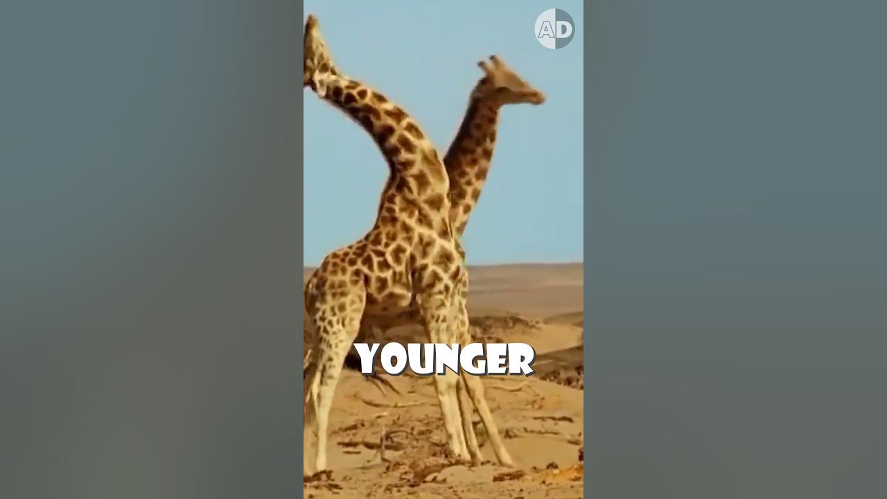 Hunting Old Giraffes: Conservation or Cruelty? - YouTube