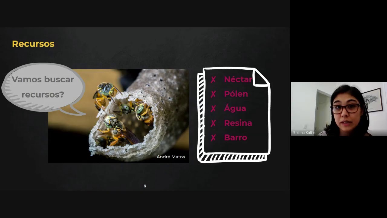 Abelhas, recursos florais e atividade de voo. Por Sheina Koffler