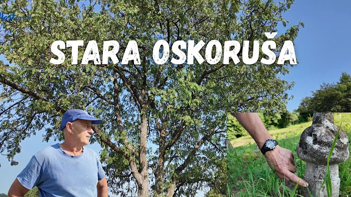 Stara oskoruša štiti čitavo selo