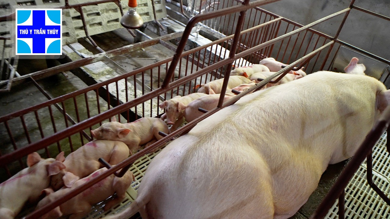 Lợn con theo mẹ đi ỉa phân vàng - điều trị dứt điểm bằng cách này mà không cần dùng đến kháng sinh