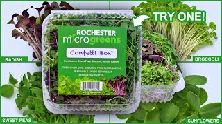 Try The Confetti Box™ from Rochester Microgreens! 🌱 by Rochester Microgreens 810 views 7 months ago 31 seconds