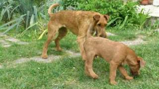 irish terrier Jerry a Sonny by zajkoj 6,515 views 15 years ago 44 seconds