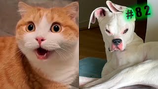 Funny animal videos cats and Dogs Try not to laugh Challenge! №82