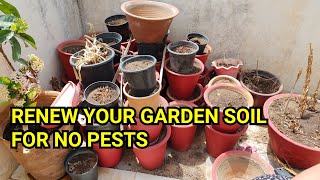 How to Make Old Garden Soil New In June || How to Sterilize Garden Soil For Healthy Plants