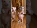 豚とカバのダンスPig and Hippo Dance #豚 #カバ #アニマルダンス #pigdance #hippodance