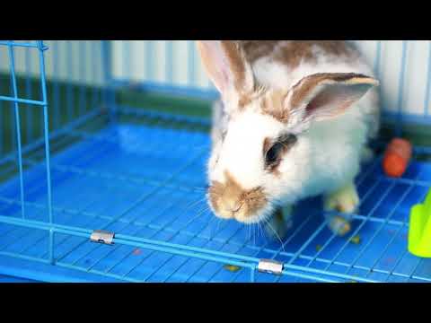 ლაბორატორიული კვლევების ჩატარება შინაურ ცხოველებში