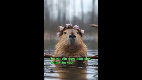 Em đẹp em có quyền #shorts #capybara #lovely #beautiful