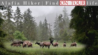 The Quinault Rainforest