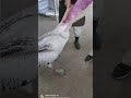 V zoo vytáhli pelikánovi z krku živé králíčky