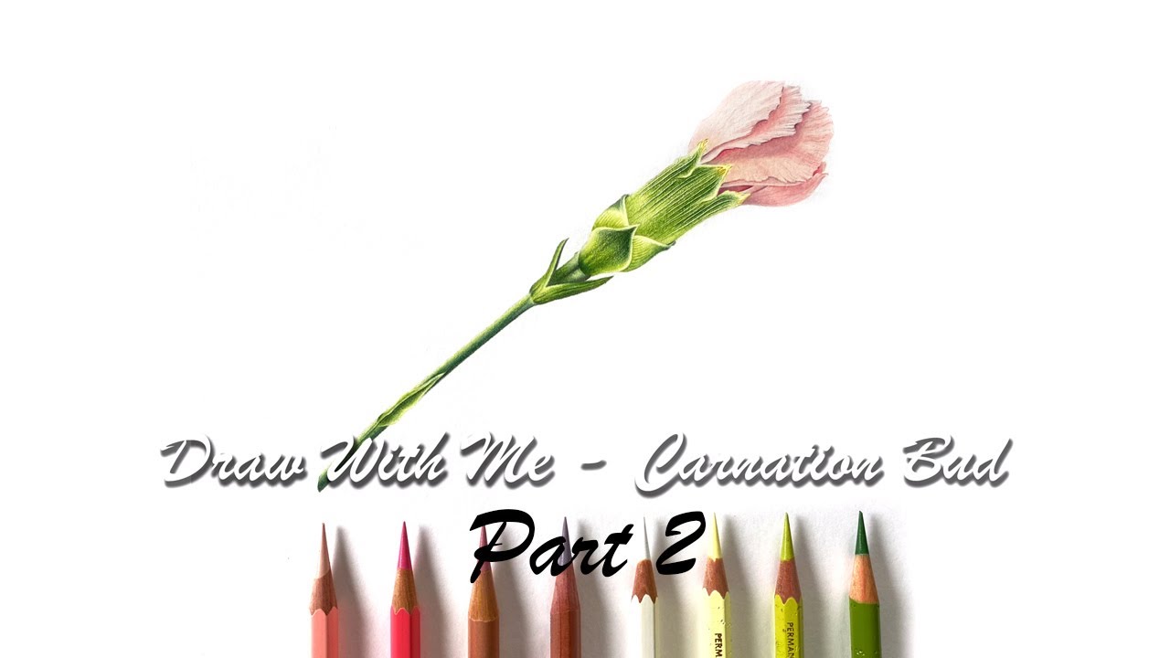 Draw With Me - Carnation Bud in Coloured Pencil -  Part 2
