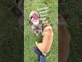 2 FRENCHIES ALMOST KNOCK MOM OVER FRENCHIES RUNNING WILD #frenchbulldoglife #frenchies #frenchie