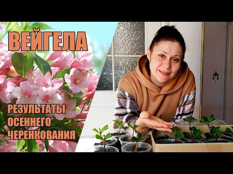 Бейне: Вейгела - маусымында екі рет гүлдейді. Көбею