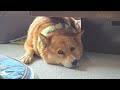 はみ出てるオイヌ様(雑種犬)