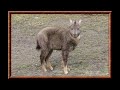 Des animaux le goral  longue queue