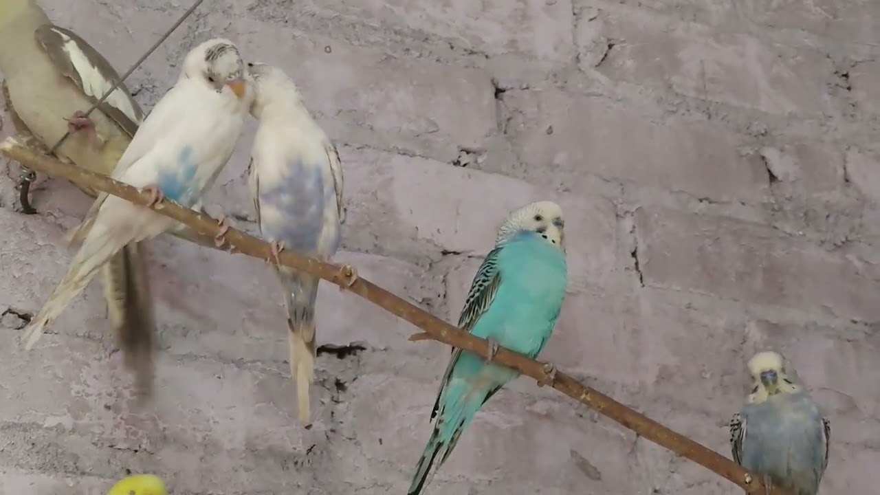 🦜❤️💗💞#birds 💞💗❤️🦜