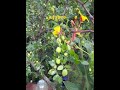 Jujubee Fruits Are Growing Beautifully 5 282025 Jujubetree Follow Jujubee Fruits Are Growing Beautifully 5 282025 Jujubetree Follow
