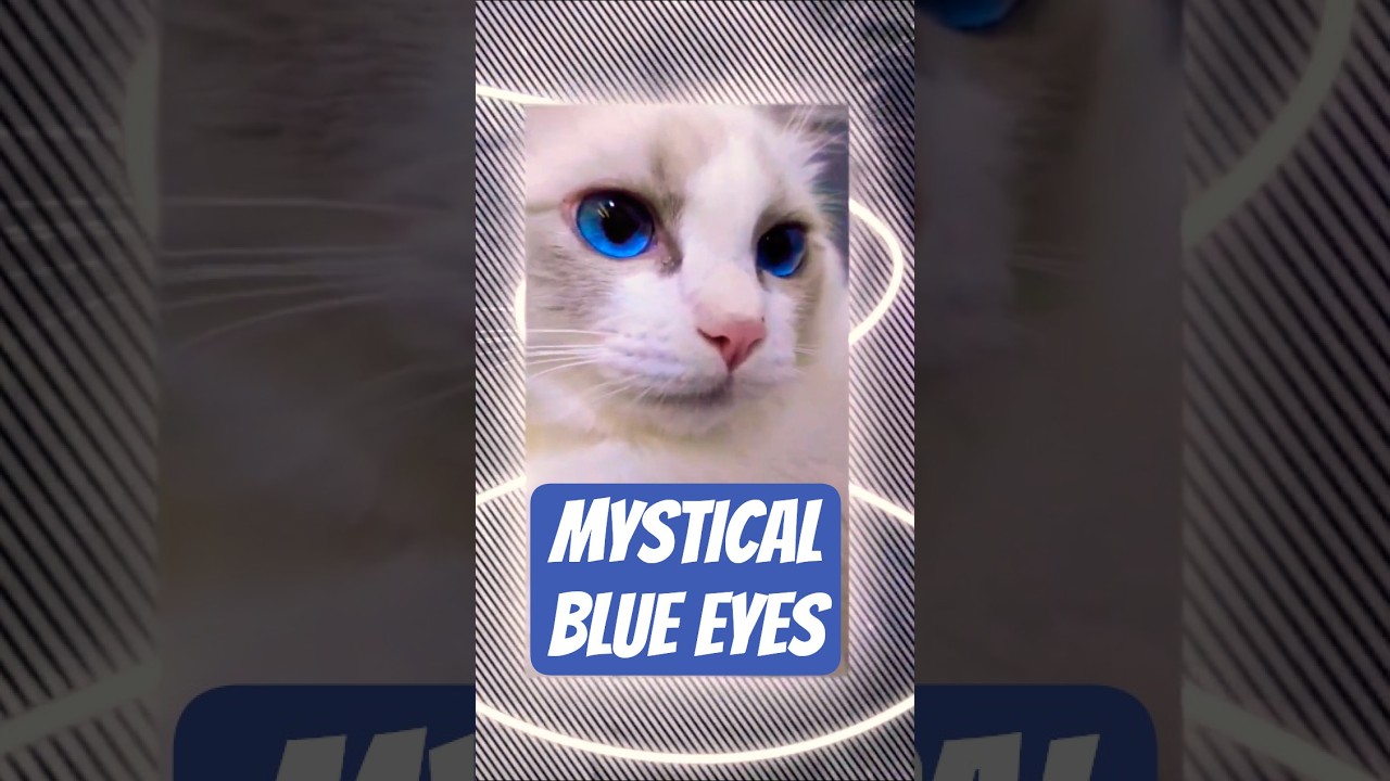 Why Do Cats Have Mystical BLUE EYES 🔵👀 