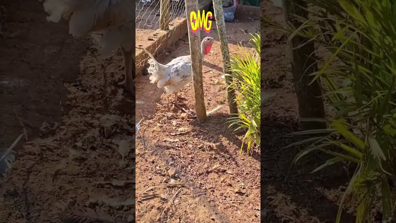 19 de fevereiro de 2026