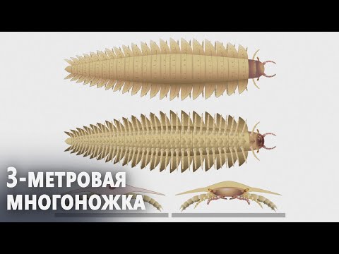 Как выглядела голова самой крупной многоножки на Земле, показали учёные