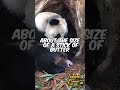Pandas Are Cute… But There’s a Problem #animalfacts #petcareprovider #animals #didyouknow #wildlife