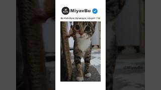 Bu Oyuncu Kediye Dikkat ⚡😼