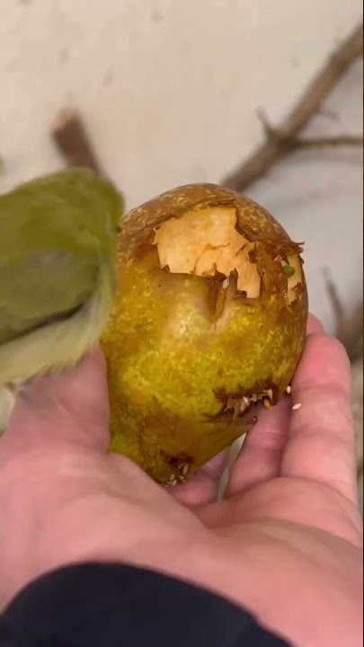 Senegal White-Eye | Softbills | Zosterops