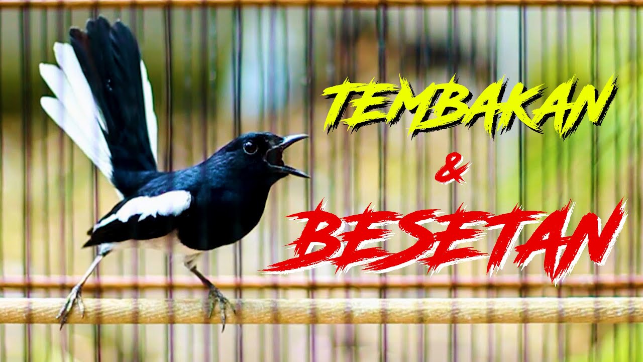 BESETAN KACER GACOR, PANCINGAN AMPUH BIKIN LAWAN EMOSI