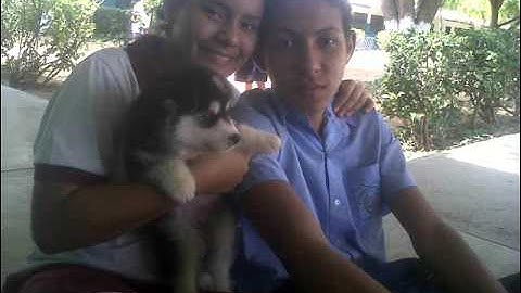 Nev Plays With Himself Zedd   Spectrum (Ft KDrew Remix) Launchpad S Cover