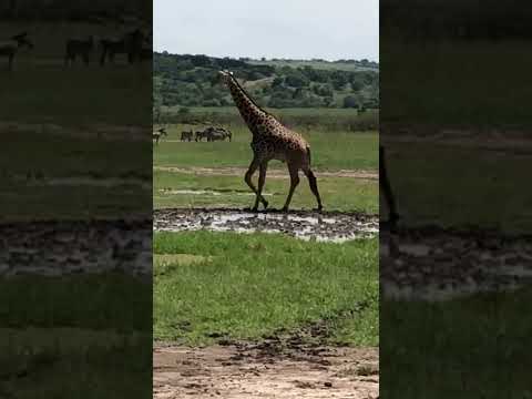 Giraffes on safari in Rwanda’s Akagera National Park