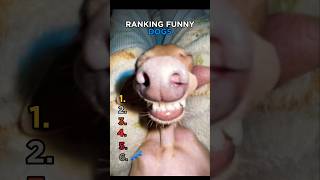 RANKING MOST FUNNY DOGS🐶