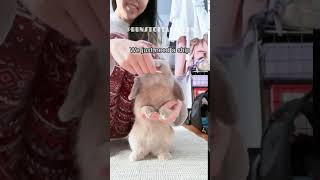 Titanic - Rabbit Edition #shorts