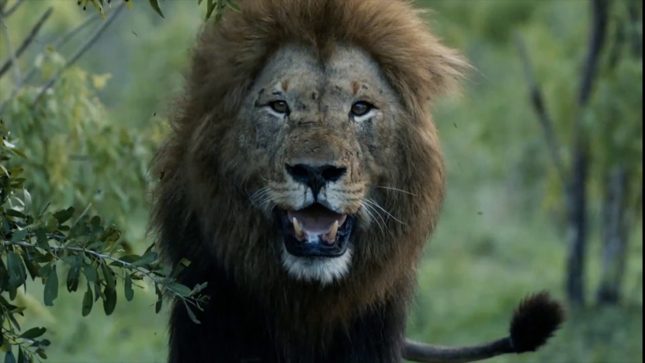 wildlife promo YouTube