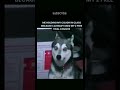 so annoying #meme #memeshorts #youtubeshorts #funny #dogmemes #dog #dogshorts