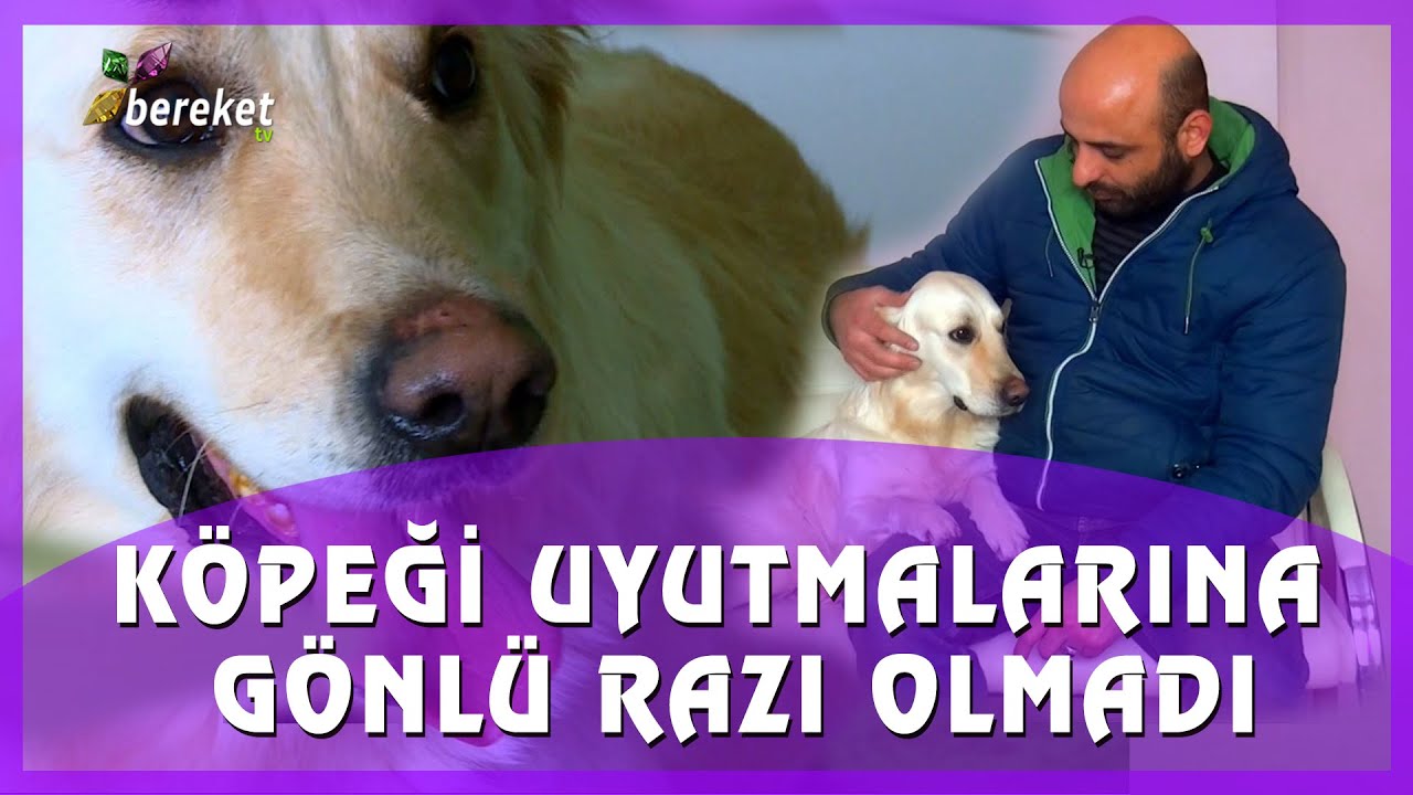 Evcil Dostlar - Gençlik Hastalığı Olan Köpeği Uyutmalarına Gönlü Razı Olmadı