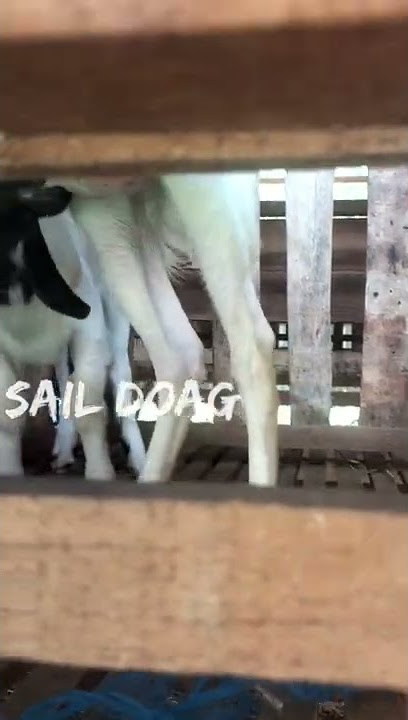 mimik susu # sail doag# jagoan lagi nenen,,,#susu murni
