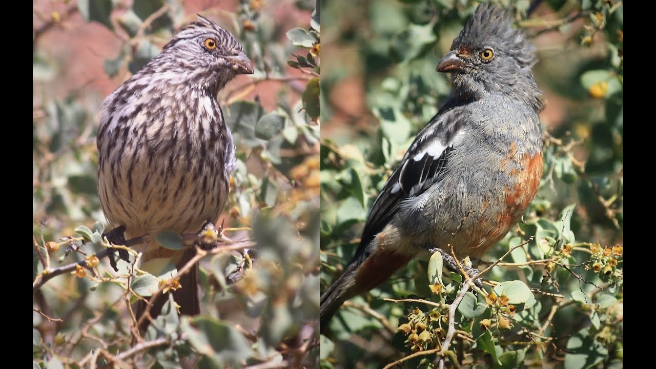 EcoSwell Virtual Tour! Restoration Projects & Wildlife in Dryland Northern Coast Peru, Sept 2020