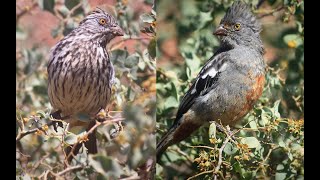 EcoSwell Virtual Tour! Restoration Projects & Wildlife in Dryland Northern Coast Peru, Sept 2020