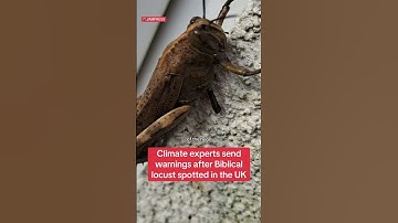 Biblical Locust spotted in UK garden #themirror #news