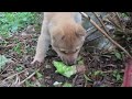秘密基地でブロッコリーをかじる子犬