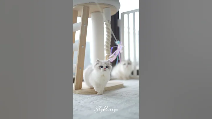 Video 10477541: ragdollcat cat, cat ragdollcat cute, cat female kitten